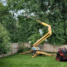 Best Root Management and Removal  in Tyrone, PA