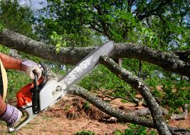 Tyrone, PA Tree Services Company