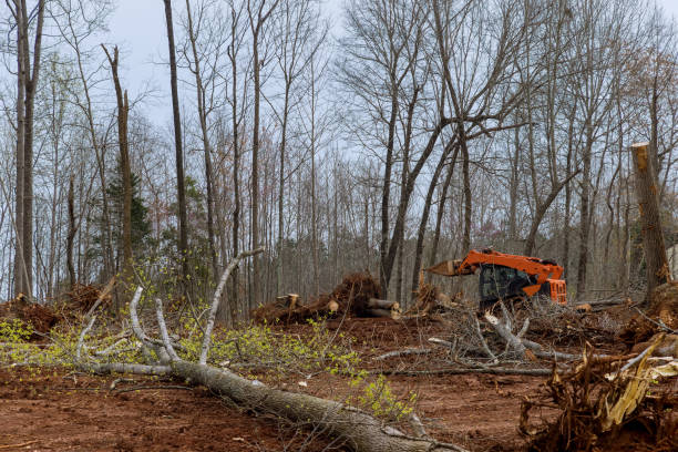 How Our Tree Care Process Works  in  Tyrone, PA