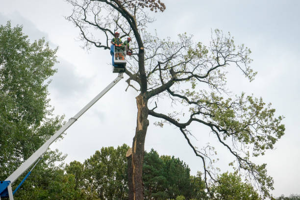 Best Stump Grinding and Removal  in Tyrone, PA