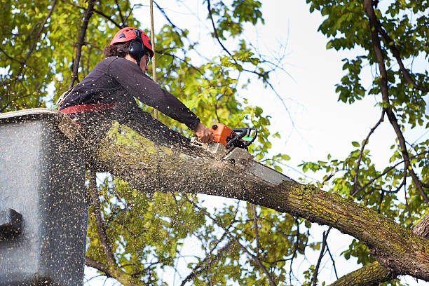 Best Arborist Consultation Services  in Tyrone, PA