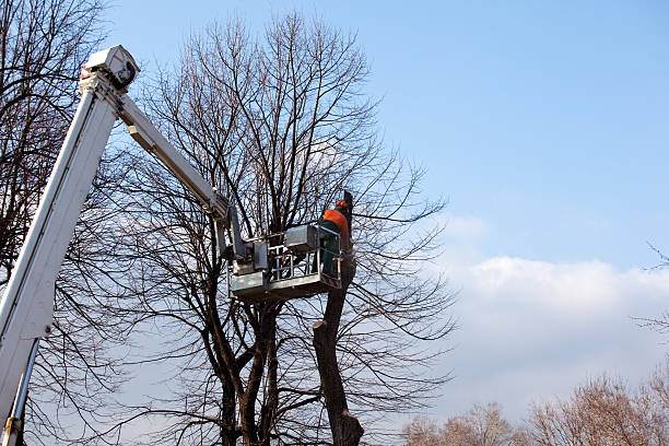 Best Tree Preservation Services  in Tyrone, PA