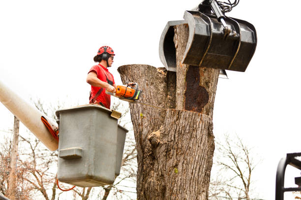 Best Palm Tree Trimming  in Tyrone, PA